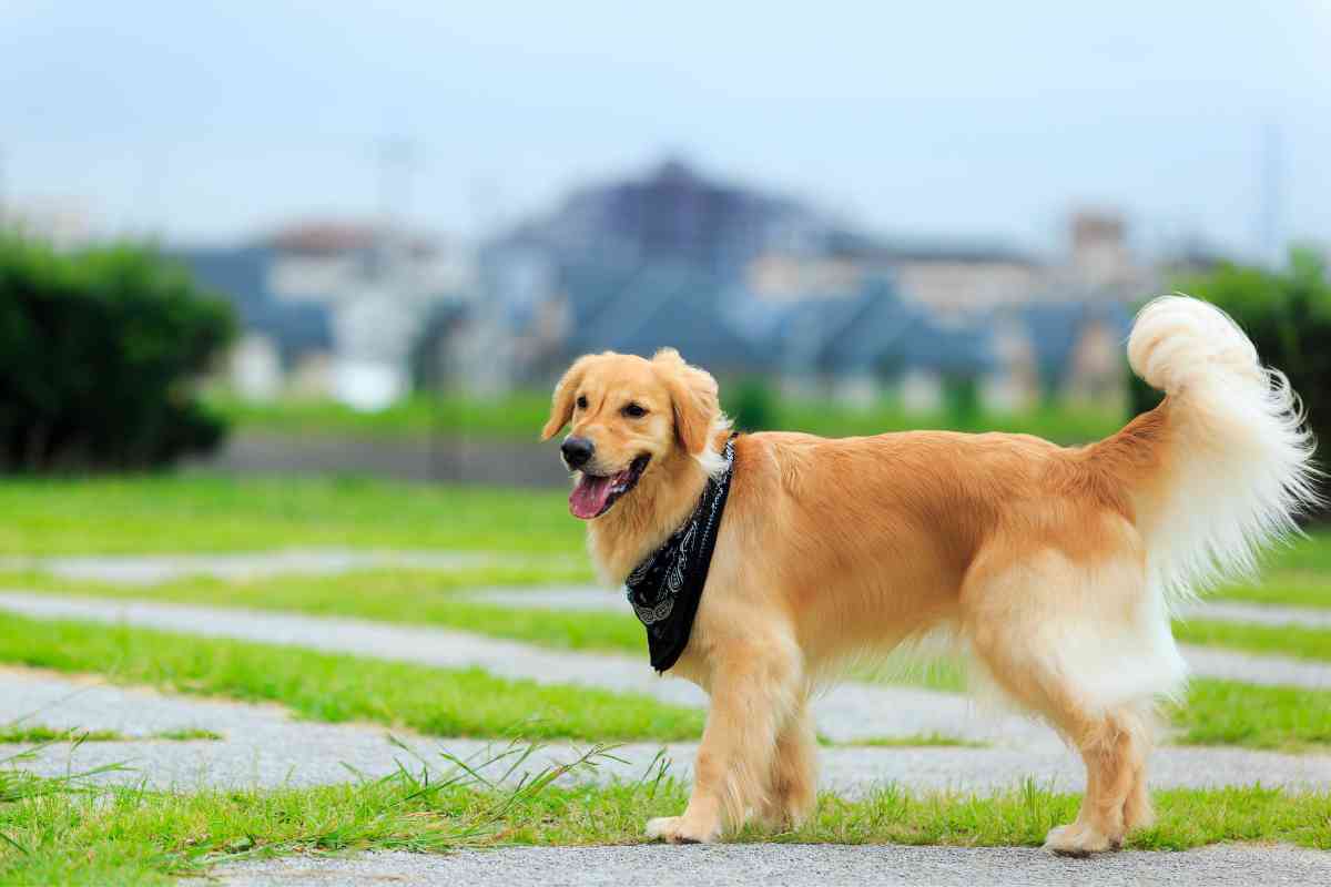 Purebred Golden Retriever – What You Need To Be Aware Of