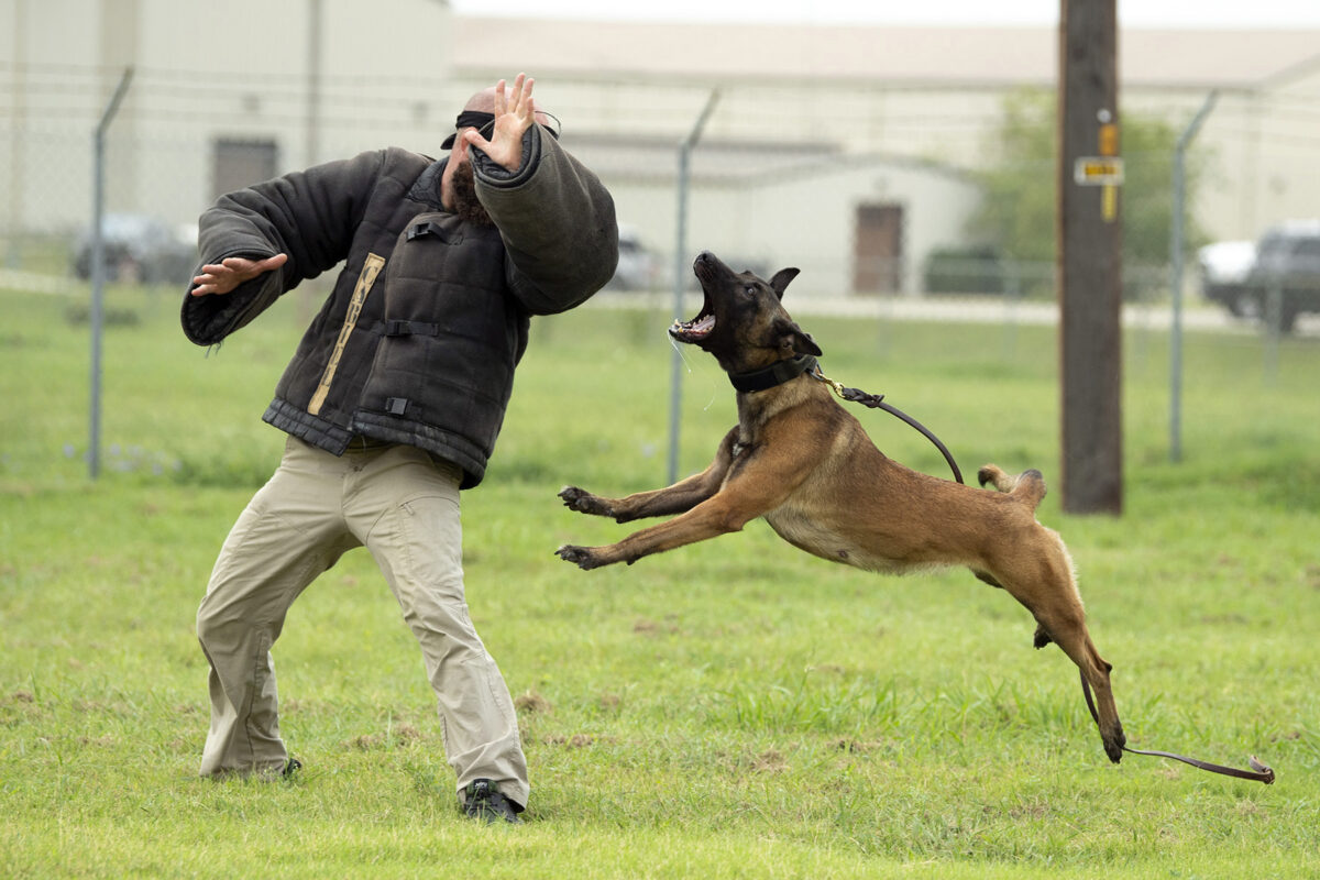Deeper Look On Aggressive Dog Training